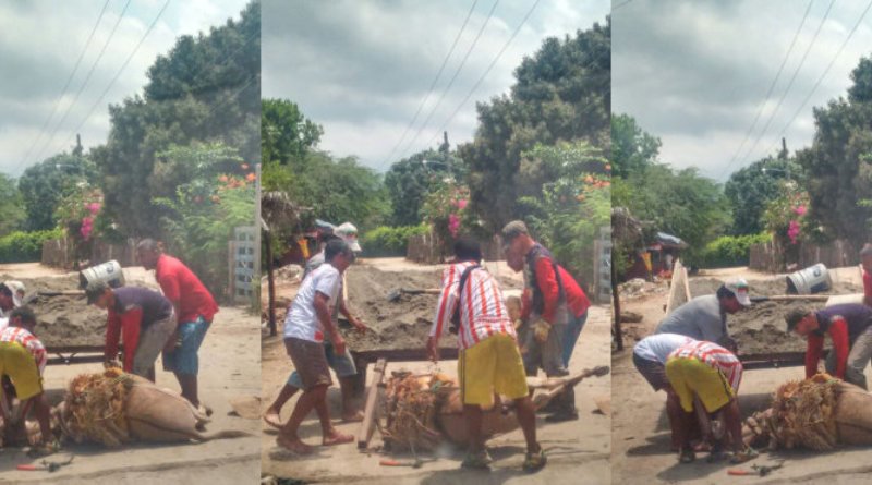 Sin control maltrato a animales en Ciénaga