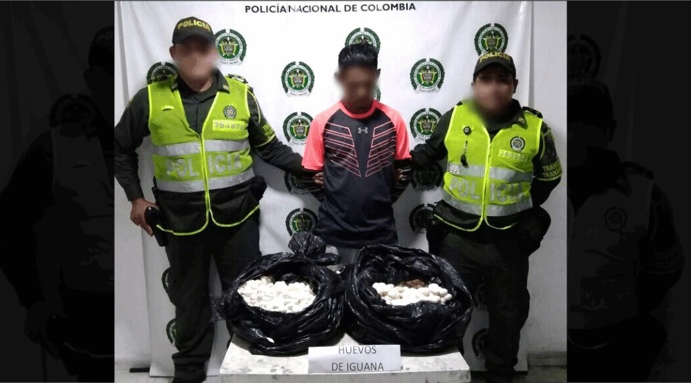 Resumen Judicial/Capturado con 3.000 huevos de iguana, al parecer iban a ser comercializados