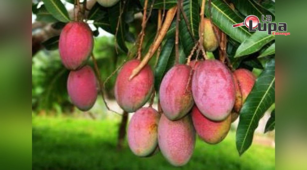 Convocan a productores campesinos de Ciénaga con cosechas disponibles para evitar pérdidas por Covid 19