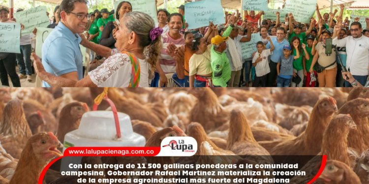 Con la entrega de 11.500 gallinas ponedoras a la comunidad campesina, Gobernador Rafael Martínez materializa la creación de la empresa agroindustrial más fuerte del Magdalena