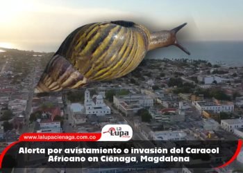 Alerta por avistamiento e invasión del Caracol Africano en Ciénaga, Magdalena