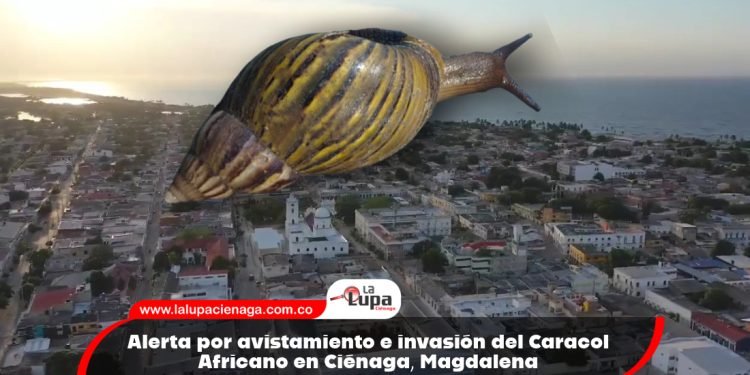 Alerta por avistamiento e invasión del Caracol Africano en Ciénaga, Magdalena