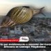 Alerta por avistamiento e invasión del Caracol Africano en Ciénaga, Magdalena